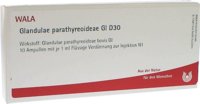 GLANDULAE PARATHYREOIDEAE GL D 30 Ampullen