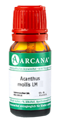 ACANTHUS mollis LM 90 Dilution