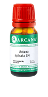 ACTAEA SPICATA LM 60 Dilution