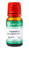 AEGOPODIUM podagraria LM 18 Dilution