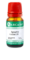 AGRAPHIS NUTANS LM 3 Dilution