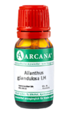 AILANTHUS GLANDULOSA LM 13 Dilution