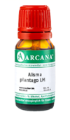 ALISMA plantago LM 13 Dilution