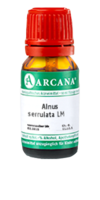 ALNUS SERRULATA LM 10 Dilution