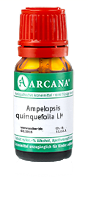 AMPELOPSIS quinquefolia LM 1 Dilution