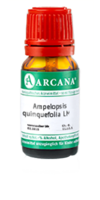 AMPELOPSIS quinquefolia LM 30 Dilution