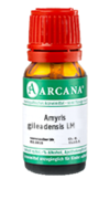 AMYRIS gileadensis LM 19 Dilution