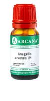 ANAGALLIS ARVENSIS LM 8 Dilution