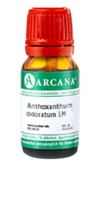 ANTHOXANTHUM odoratum LM 14 Dilution